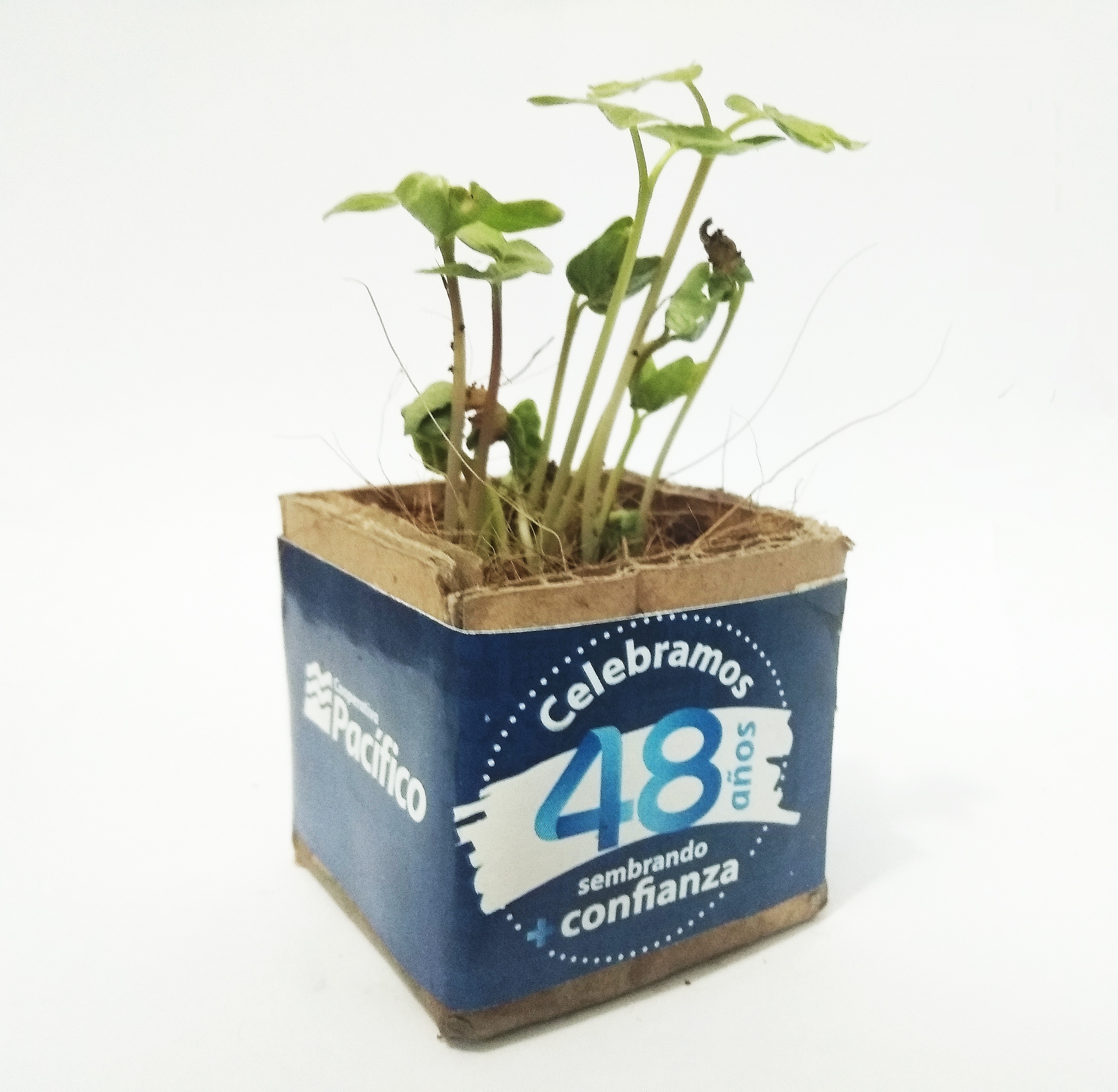 set de regalo para cultivar tu propia planta de casa con compost vegano 5 macetas biodegradables y 100% libre de plástico Plant Theory Kit de bonsái 
